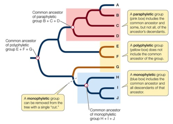 <p><em>valid</em></p><p><strong>monophyletic - </strong>signifying that it consists of the ancestor species and all its descendants<br><br><em>invalid</em></p><p><strong>paraphyletic - </strong>grouping consists of an ancestral species and some, but not all, of the descendants <br></p><p><strong>polyphyletic</strong> - grouping consists of various species with different ancestors</p>