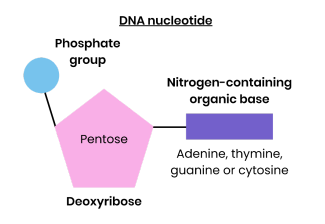 <p><strong>What pentose sugar is found in a DNA nucleotide?</strong></p>