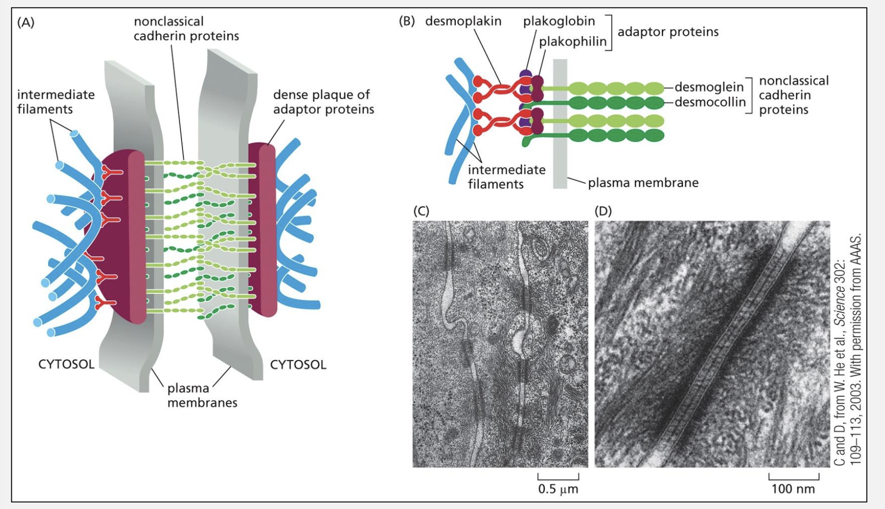 <p>Desmosomes link which cytoskeleton?</p>