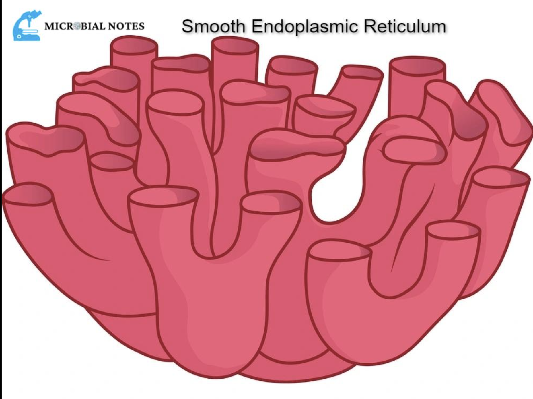 <p>ER without ribosomes attached.</p>