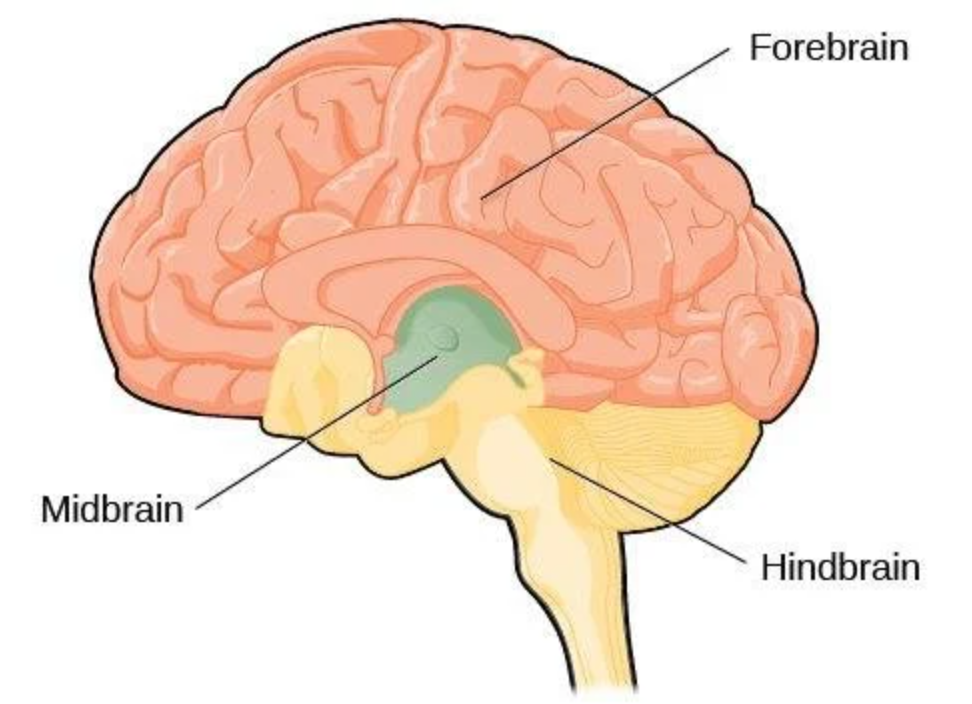 <p>hindbrain</p>