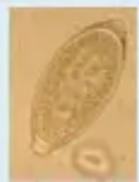 <p>Identify</p>