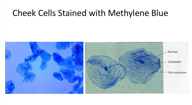 <p>Parts of cheek cell (stained by methylene blue)</p>