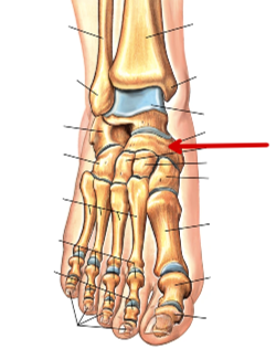 <p>Foot Bones</p>