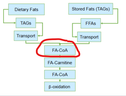 <p>Despite the differences between dietary lipids and storage lipids , what central metabolic fate do both pathways ultimately converge at </p>