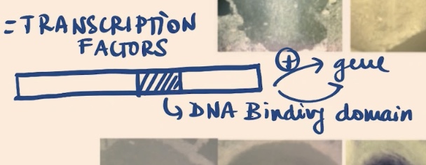 <p>proteins that will bind to DNA → they have a DNA binding domain → and are going to either promote the expression of certain genes or repress the expression of other genes </p>