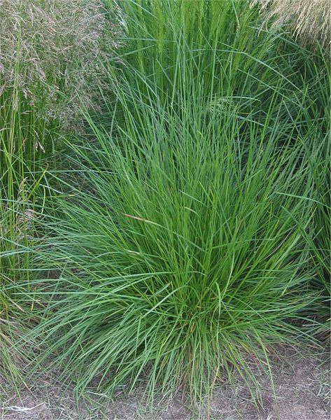 <p>Deschampsia cespitosa</p>