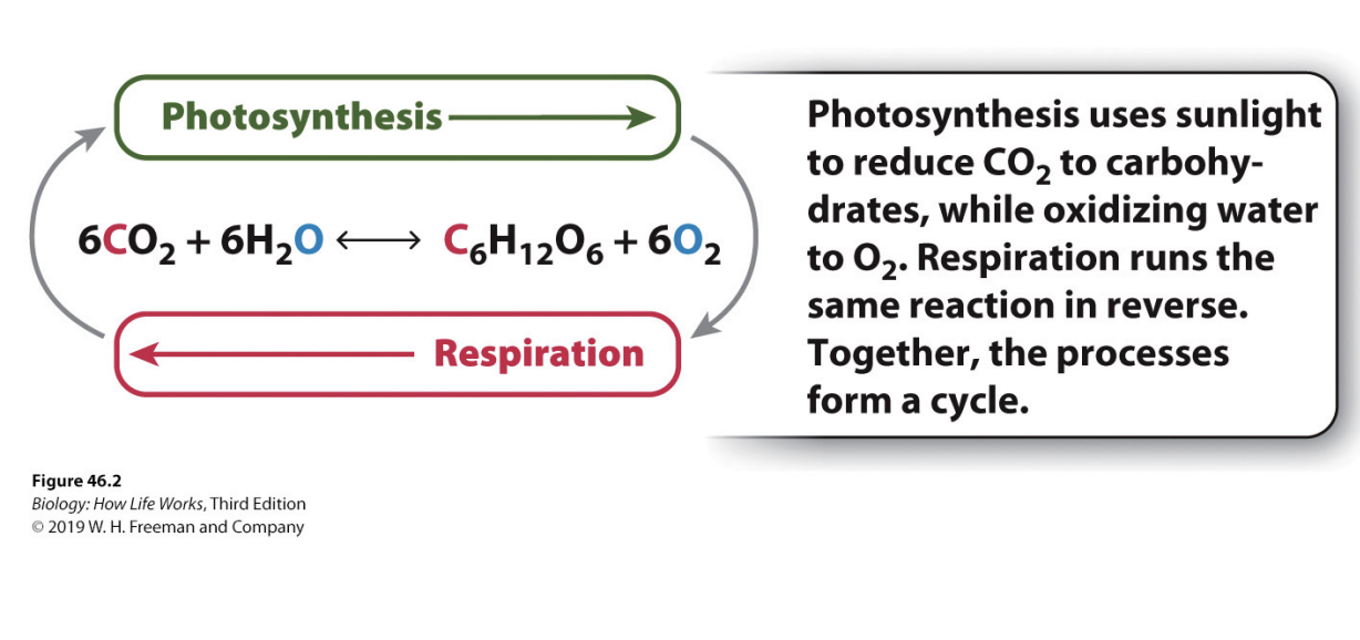 <ul><li><p>Photosynthesis and respiration typically equalize each other across year </p><ul><li><p>same amount of CO2 taken out of atmosphere as enters it because of these processes</p></li></ul></li><li><p>Photo: uses sunlight to reduce CO2 + oxidizing O2</p></li><li><p>Resp: same reaction in reverse</p></li><li><p>form cycle</p></li></ul><p></p>