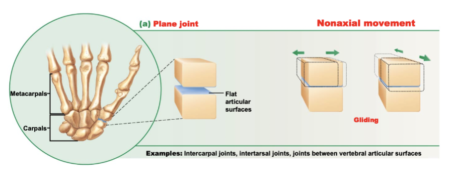<p>Nonaxial</p><p></p><p>Gliding</p><p>Intertarsal &amp; Intercarpal Joints</p>