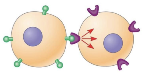 <ul><li><p>one cell has ligand bound to its own membrane </p></li><li><p>neighboring cell has receptor bound to its membrane</p></li><li><p>cells come into direct physical contact → ligand plugs into receptor </p></li></ul><p></p>