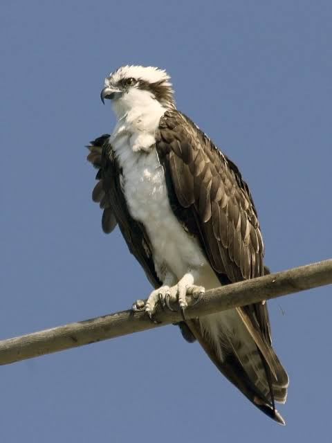 <p>found over lakes, rivers, coast, etc. underwings show M shaped kink. stick nests high up. plunge feet first into water. length: 21-24 in, ~2ft. wingspan: 50-71 in,~ 5-6ft.</p>