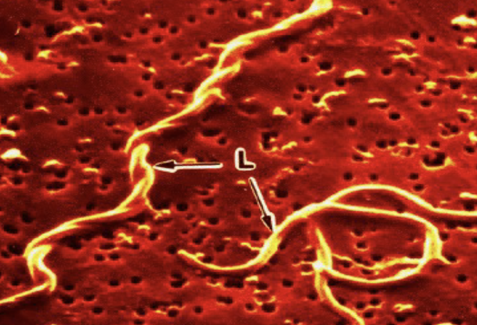 <p>identify shape</p>