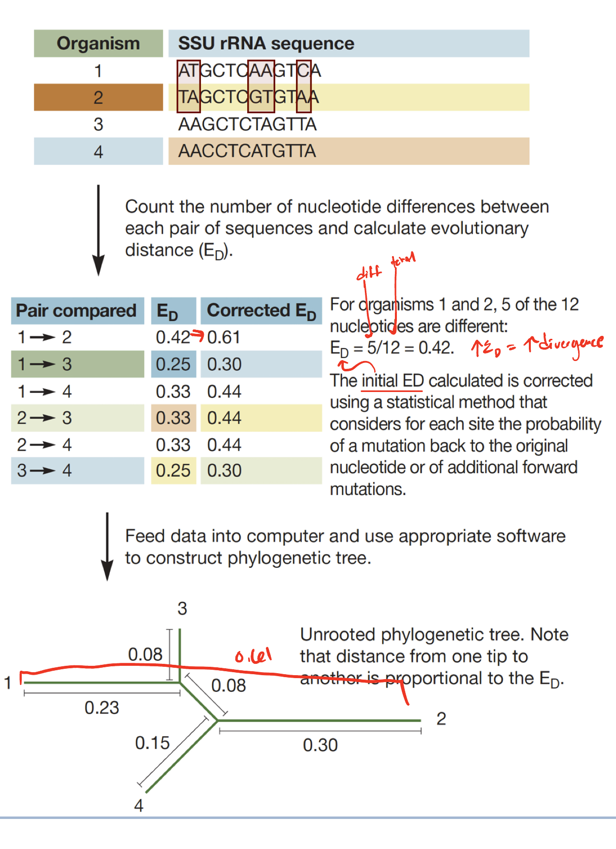 <p>Evolutionary distance (E<sub>D</sub>)</p>