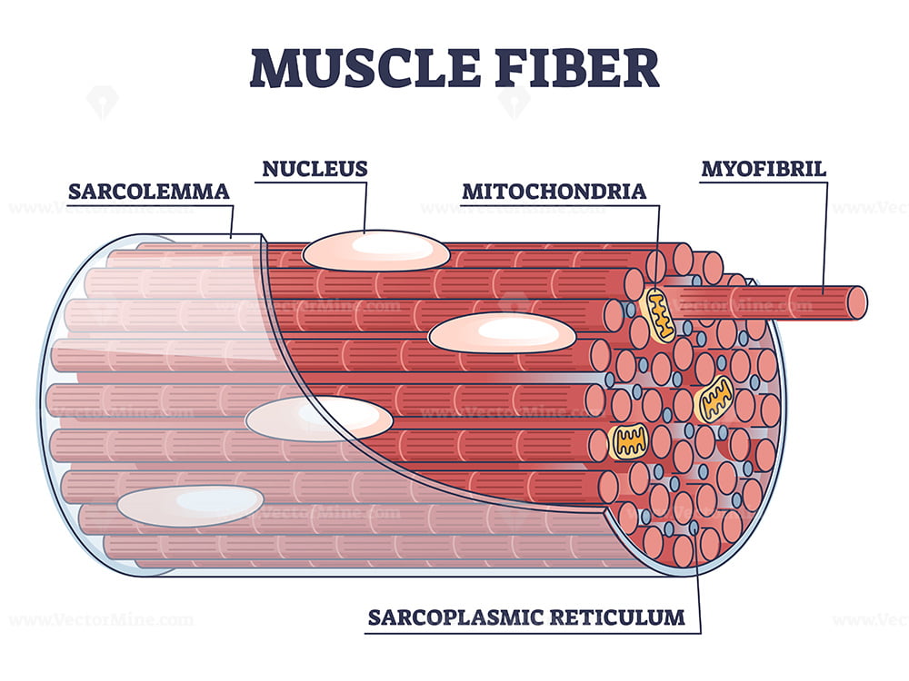 <p>Multinucleated, sarcolemma, scarcoplasm, sarcoplasmic reticulum</p>