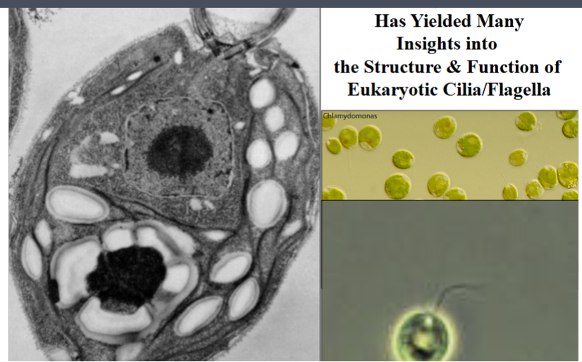 <p><span style="background-color: transparent;"><strong>Cilia vs. Flagella — Are They Really Different?</strong></span></p>