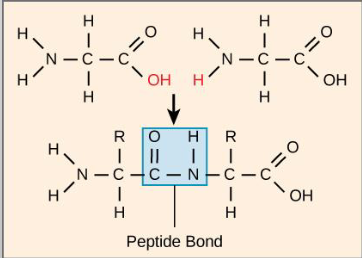 <p>Amino acid monomers are linked by peptide bonds (formed through dehydration reaction)</p><ul><li><p>The carboxyl group (–COOH) of one amino acid reacts with the amino group (–NH₂) of another amino acid</p></li><li><p>A water molecule is released</p></li></ul><p></p>