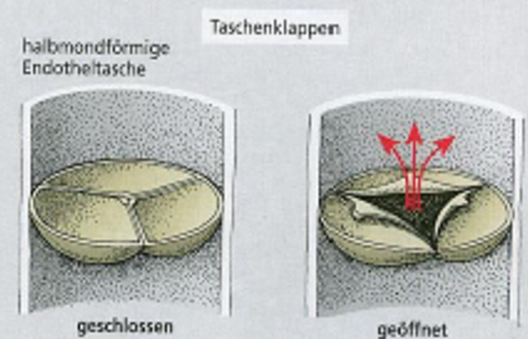 <p>werden je nach Druck passiv geöffnet oder geschlossen → höherer Druck = Klappe öffnet sich, Druck in Gegenrichtung = Klappe schliesst sich</p><p>geschlossen nach Austreibung aus den Kammern → kein Rückfluss in die Kammern</p>