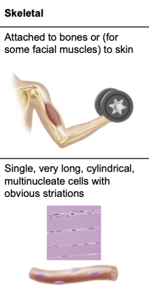 <ul><li><p>skeletal muscle tissue is packaged into skeletal muscles: organs that are attached to bones and skin </p></li><li><p>skeletal muscle fibers are longest and have striations (stripes) </p></li><li><p>also called voluntary muscle: can be consciously controlled </p></li><li><p>contract rapidly; tire easily; powerful </p></li><li><p>key words for skeletal muscle: skeletal, striated, and voluntary </p></li></ul><p></p>