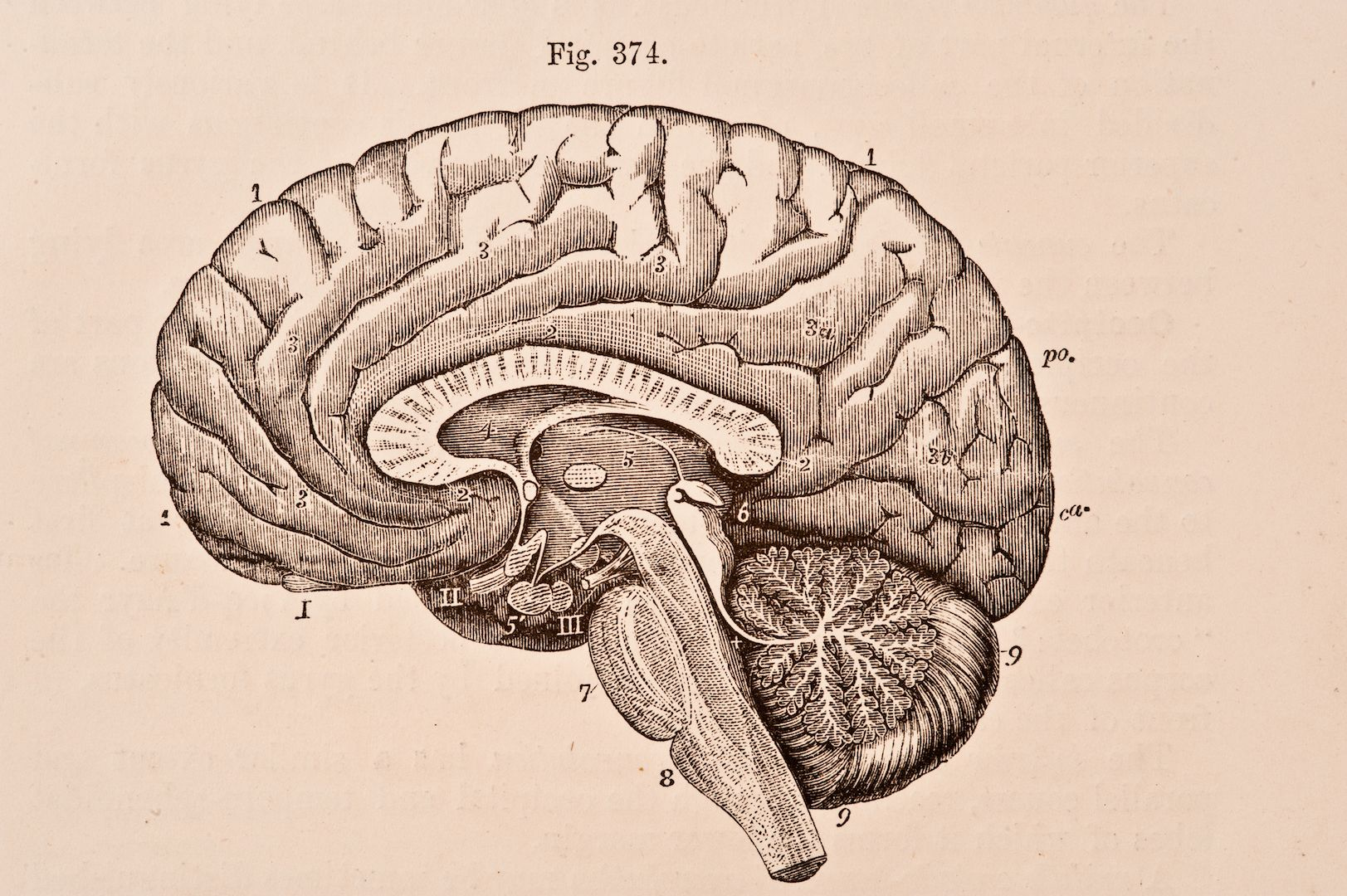 <p>The lobe of the cerebrum responsible for vision processing.</p>