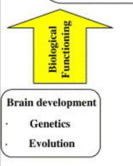 <p>Brain development</p><ul><li><p>Genetics</p></li><li><p>Evolution</p></li></ul><p></p>