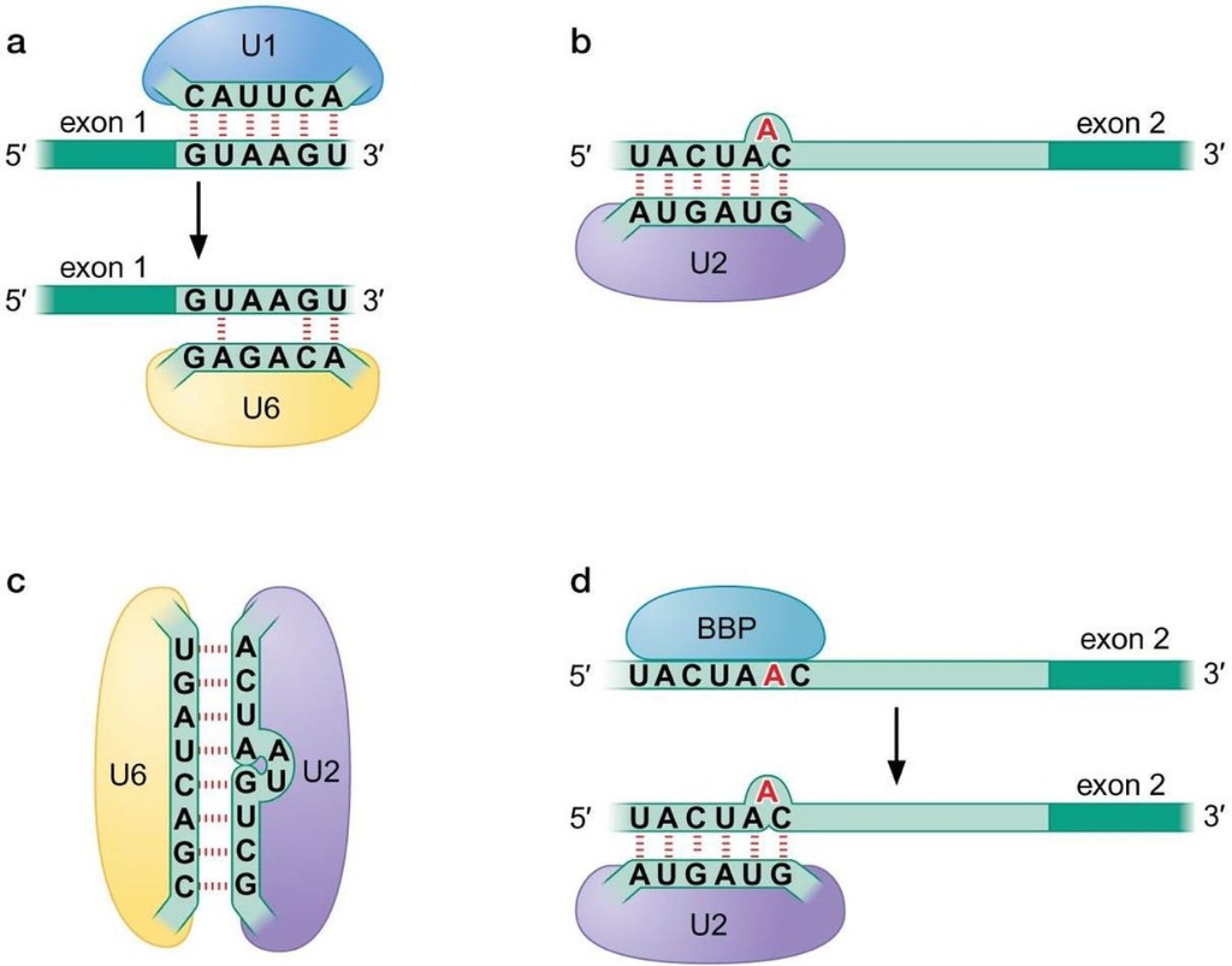 <p>U1, U2, U4, U5, and U6.</p>
