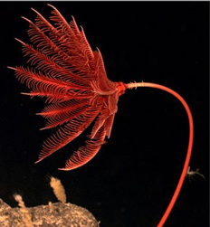 <p>Phylum<br>Class</p>