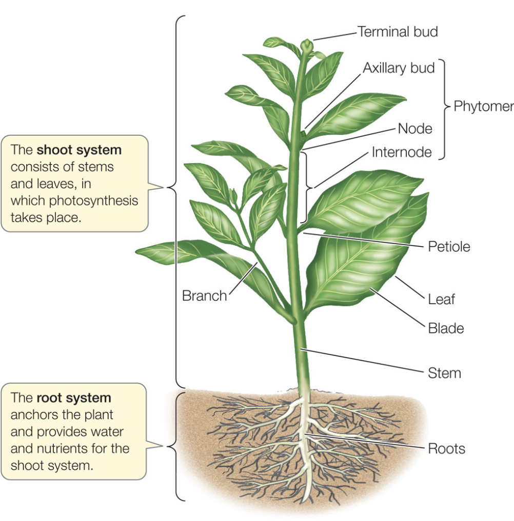 <p>The aerial portion of a plant body, consisting of stems, leaves, and flowers.</p>