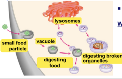 <p>Organelle containing digestive enzymes to break down food, old cell parts, and waste.</p>
