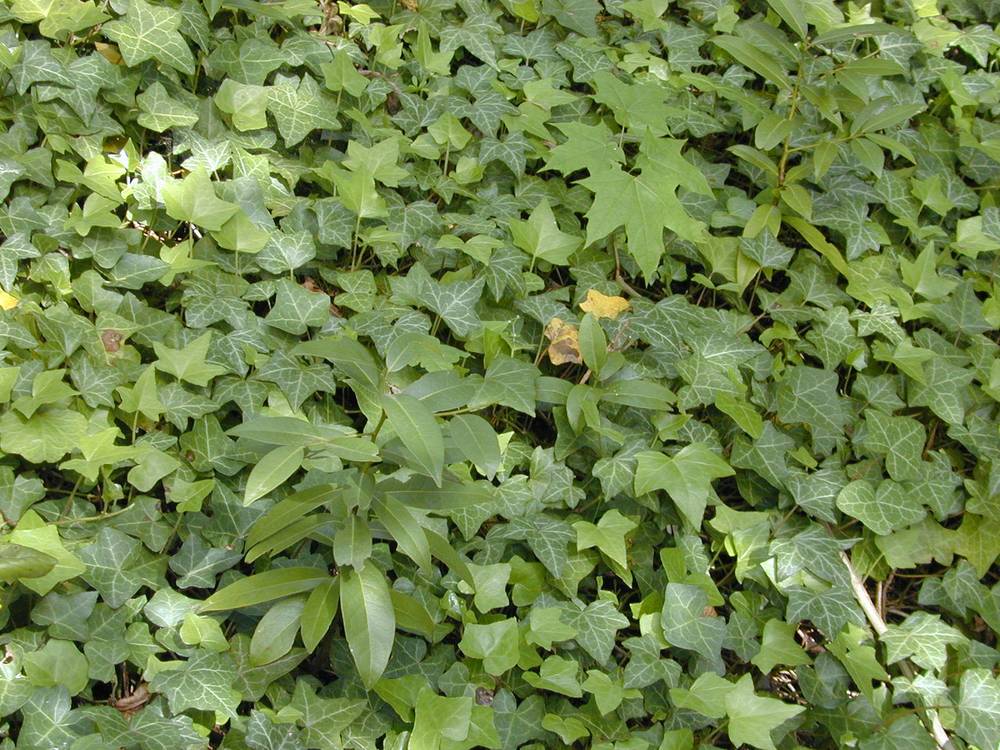 <p><em>Hedera</em> family</p>