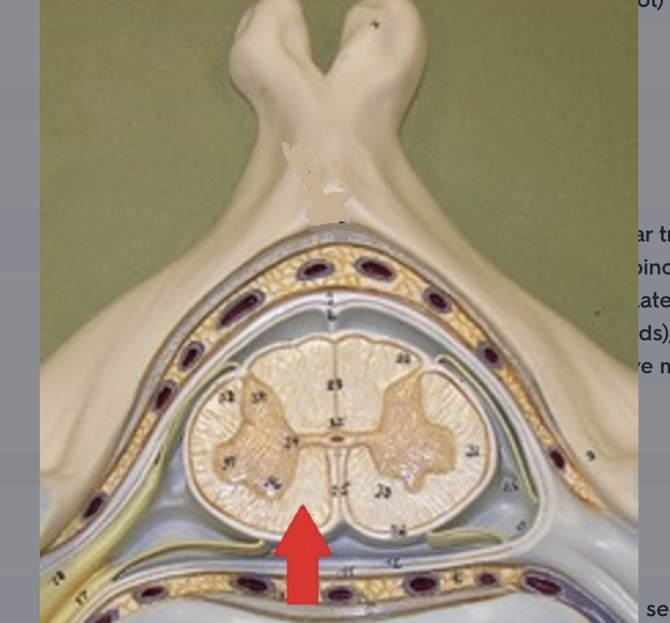 <p>location of anterior spinothalamic tract (for crude touch & pressure), anterior corticospinal tract (for conscious motor commands), and medial pathway tracts (for subconscious and reflexive motor control)</p>