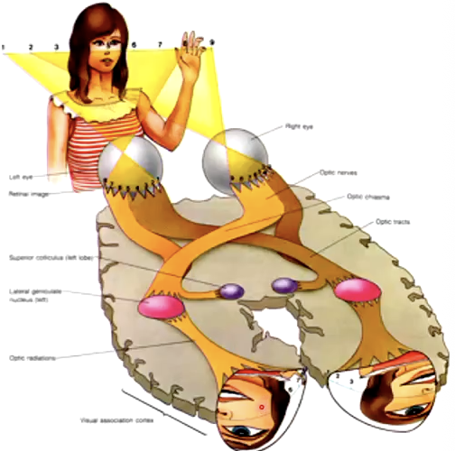 <ul><li><p class="Paragraph SCXO168500378 BCX0" style="text-align: left;"><span style="background-color: inherit; line-height: 19.55px; color: windowtext;">Adjacent regions process features that fall on adjacent regions on the retina in the visual cortex</span><span style="line-height: 19.55px; color: windowtext;">&nbsp;</span></p></li><li><p class="Paragraph SCXO168500378 BCX0" style="text-align: left;"><span style="background-color: inherit; line-height: 19.55px; color: windowtext;">The order of stimulation on the retina is maintained all the way through the pathway to the visual cortex</span><span style="line-height: 19.55px; color: windowtext;">&nbsp;</span></p></li></ul><p></p>