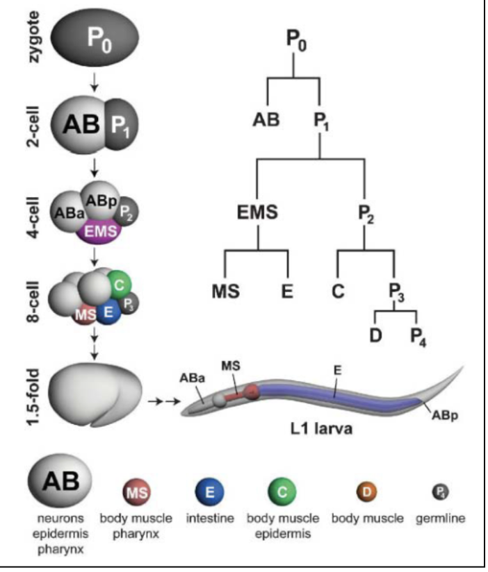 <ul><li><p><span style="background-color: transparent;">A </span><span>fertilized zygote (P0)</span><span style="background-color: transparent;"> always </span><span>divides into 2 cells</span><span style="background-color: transparent;">,</span></p><ul><li><p><span style="background-color: transparent;">One is </span><span>big</span><span style="background-color: transparent;"> (</span><span>AB - anterior</span><span style="background-color: transparent;">), one is </span><span>small </span><span style="background-color: transparent;">(</span><span>P1-posterior</span><span style="background-color: transparent;">)</span></p></li></ul></li><li><p><span>From AB</span><span style="background-color: transparent;">:</span></p><ul><li><p><span style="background-color: transparent;">Get </span><span>ABa</span><span style="background-color: transparent;"> and </span><span>ABp</span><span style="background-color: transparent;">&nbsp;</span></p></li></ul></li><li><p><span>From P1:</span></p><ul><li><p><span style="background-color: transparent;">Get </span><span>EMS</span><span style="background-color: transparent;"> and </span><span>P2</span></p></li></ul></li><li><p><span>From EMS</span><span style="background-color: transparent;">:</span></p><ul><li><p><span style="background-color: transparent;">&nbsp;Get </span><span>MS</span><span style="background-color: transparent;"> and </span><span>E</span><span style="background-color: transparent;">&nbsp;</span></p></li></ul></li><li><p><span>From P2:</span><span style="background-color: transparent;">&nbsp;</span></p><ul><li><p><span style="background-color: transparent;">Get </span><span>C</span><span style="background-color: transparent;"> and </span><span>P3</span></p></li></ul></li><li><p><span>From P3</span><span style="background-color: transparent;">&nbsp;</span></p><ul><li><p><span style="background-color: transparent;">Get </span><span>D</span><span style="background-color: transparent;"> and </span><span>P4</span><span style="background-color: transparent;">&nbsp;</span></p></li></ul></li></ul><p></p>