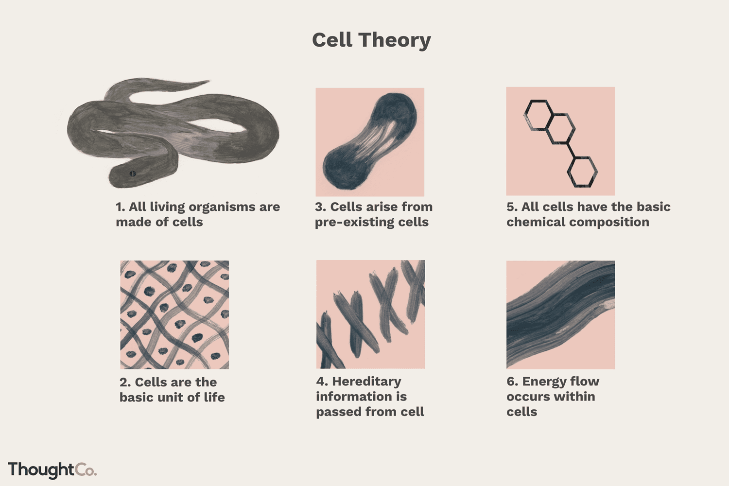 <p>The scientists … and … are the ones who described the cell theory.</p>