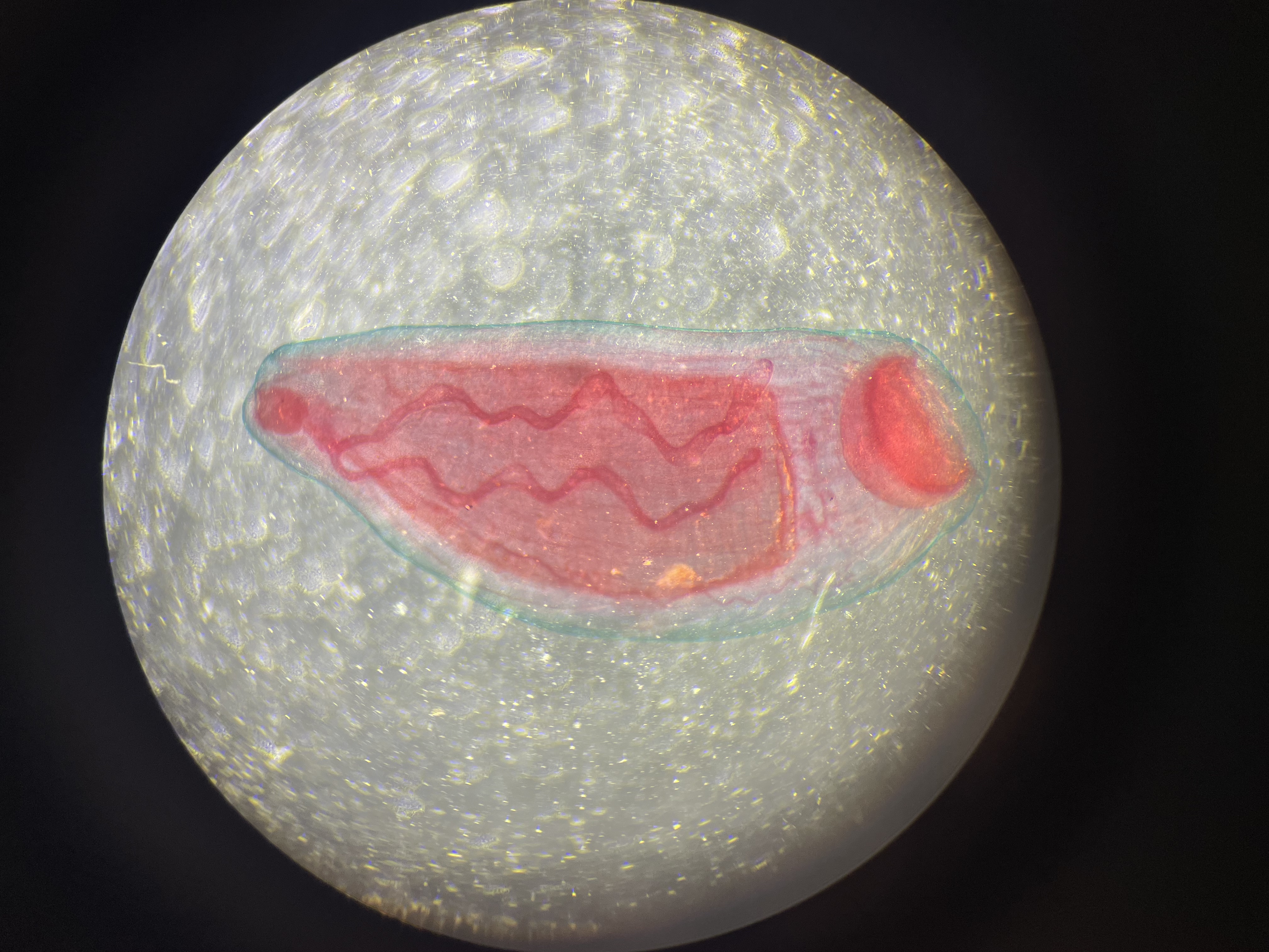 <p>What species is this?</p>