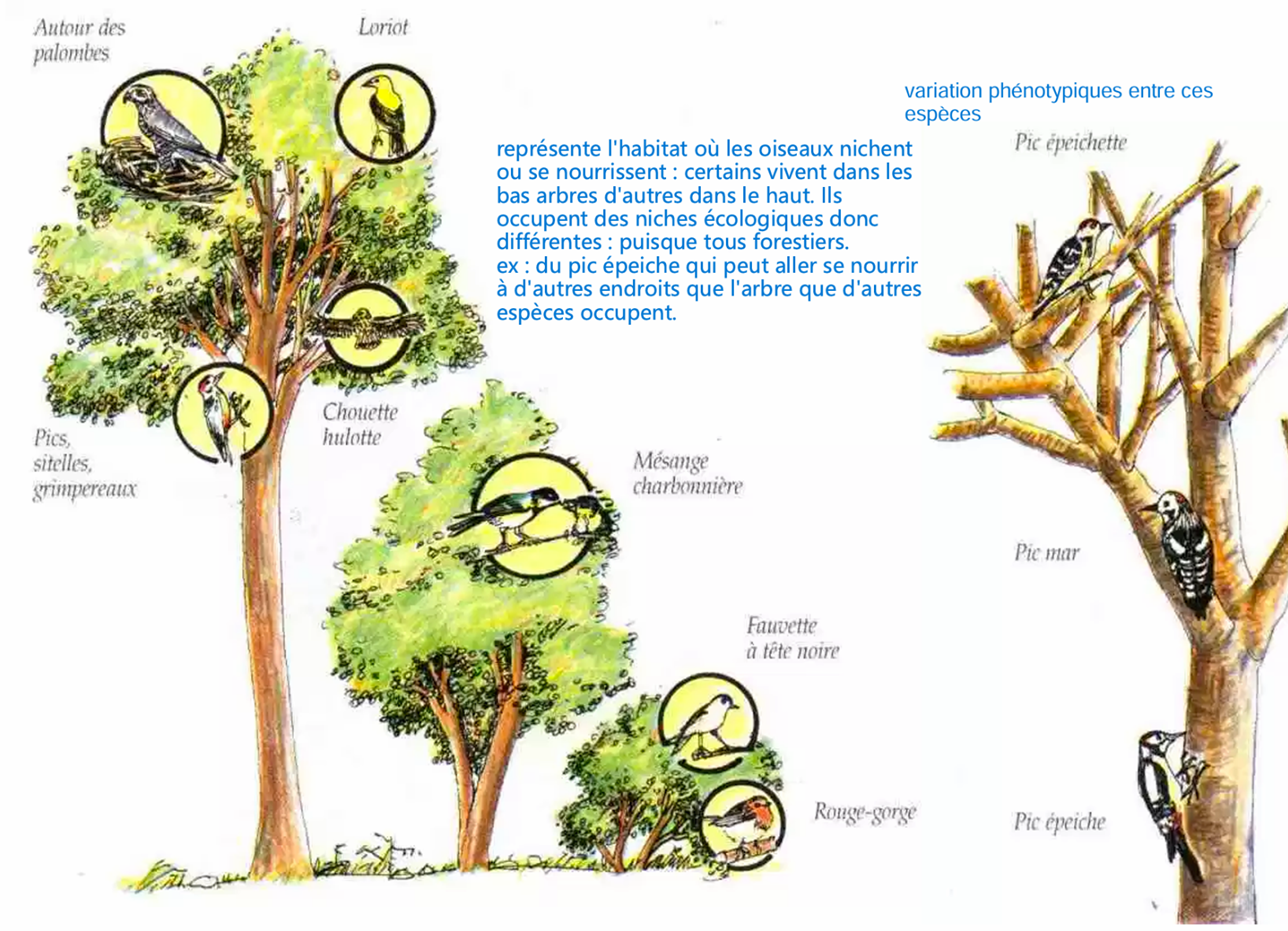 <p>Habitat : l’endroit physique où vit l’espèce (forêt, buisson, substrat rocheux, colonne d’eau, rivage…).</p><p>Niche : concept plus large : habitat + ressources utilisées + période d’activité + comportement + interactions biotiques.</p><p>Deux espèces peuvent partager le même habitat (même forêt) mais avoir des niches différentes (buissons vs troncs vs cime, insectivore vs granivore…).</p>