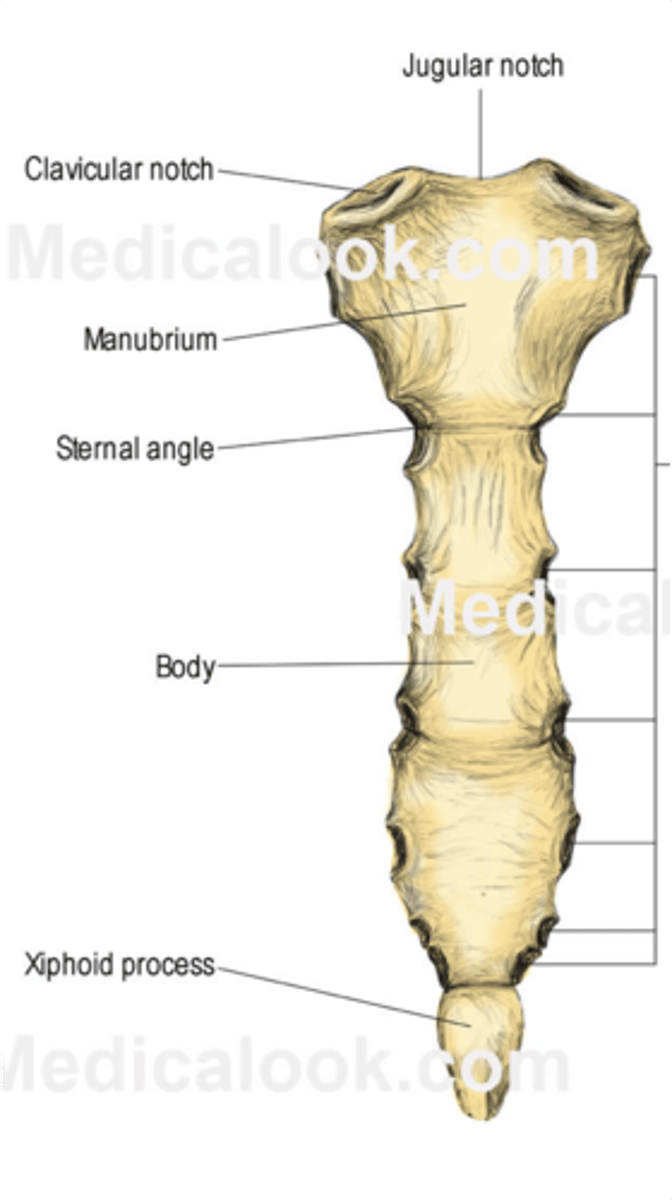 <p>manubrium, body, xiphoid process</p>