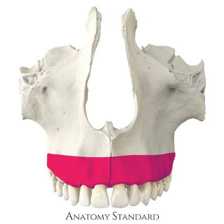 <p>houses upper teeth</p>