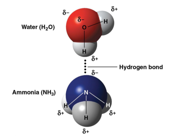 <p>Hydrogen Bonds</p>