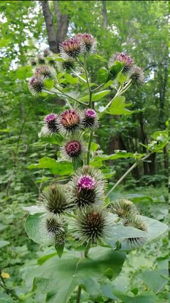 <p><span style="font-family: "Open Sans";"><em>Arctium lappa, commonly called greater burdock</em></span></p>