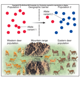 <p>movement of individuals into or out of a population can change the gene pool</p><p>Adds or removes alleles from a population, changes allele frequencies</p>