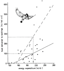 <p>In Graph 1 with the Kingfishers, the Naivasha Adults bring in more food and spend less energy because...</p><p>1) At Lake Naivasha, there is a higher energy yield per fish (compared to Lake Victoria) - they get more energy out of each fish </p><p>2) Lake Naivasha is closer to the nesting sight which causes less energy expenditure (unlike Lake Victoria) </p><p>3) There is less turbidity at Lake Naivasha which allows for less hovering time and less energy expenditure. - lmk if this is correct </p><p>At 210kJ (energy expenditure that maintains neutral mass) Lake Naivasha adults bring in 267kJ vs. the 100kJ the adults bring in at Lake Victoria.</p>
