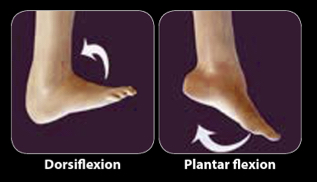 <p>flexion and extension of the ankle</p>
