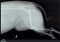 <p>There is a soft tissue, round opacity in the center of this image. What do you think is happening?</p>