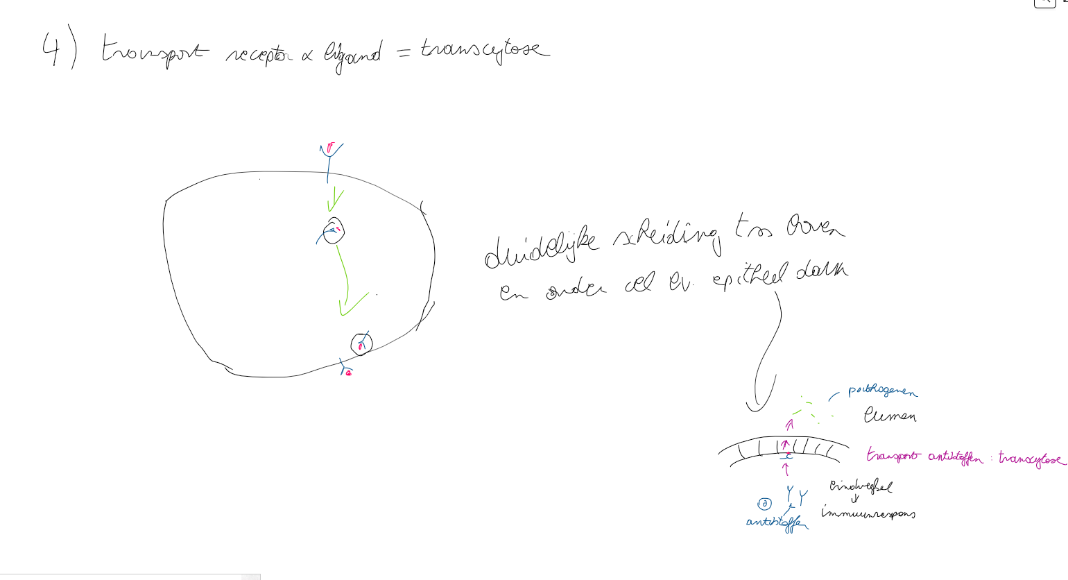 <p>transcytosis</p><p>vb maternaam IgG</p><p>passeert endosomaal complex niet</p>