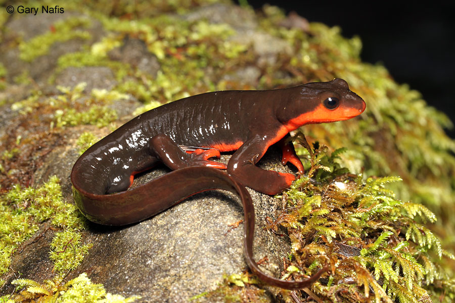 <p>Salamandridae<br>Taricha rivularis<br>Red-Bellied Newt</p>