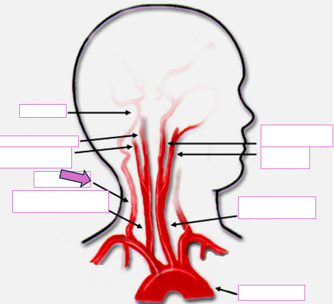 <p>Based on the indicated area, identify this vessel</p>