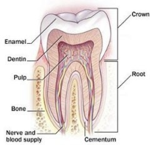 <p>The hard, mineralized tissue which covers the dentin of the anatomical crown of the tooth</p>