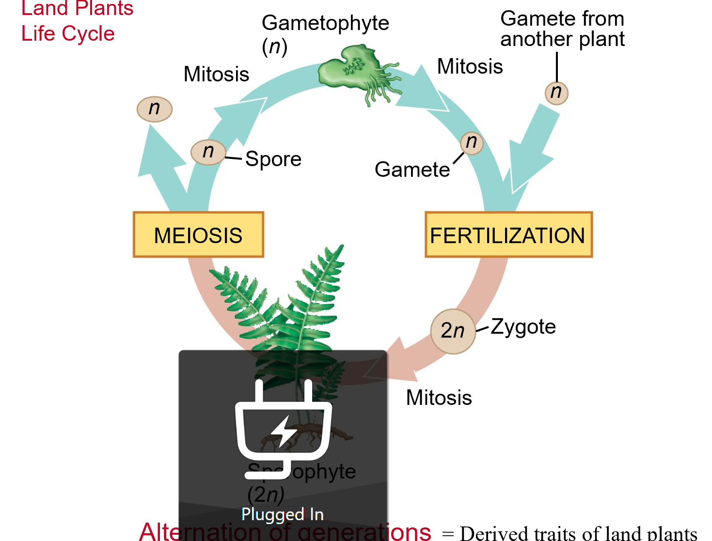 <p>gametophyte; mitosis</p>