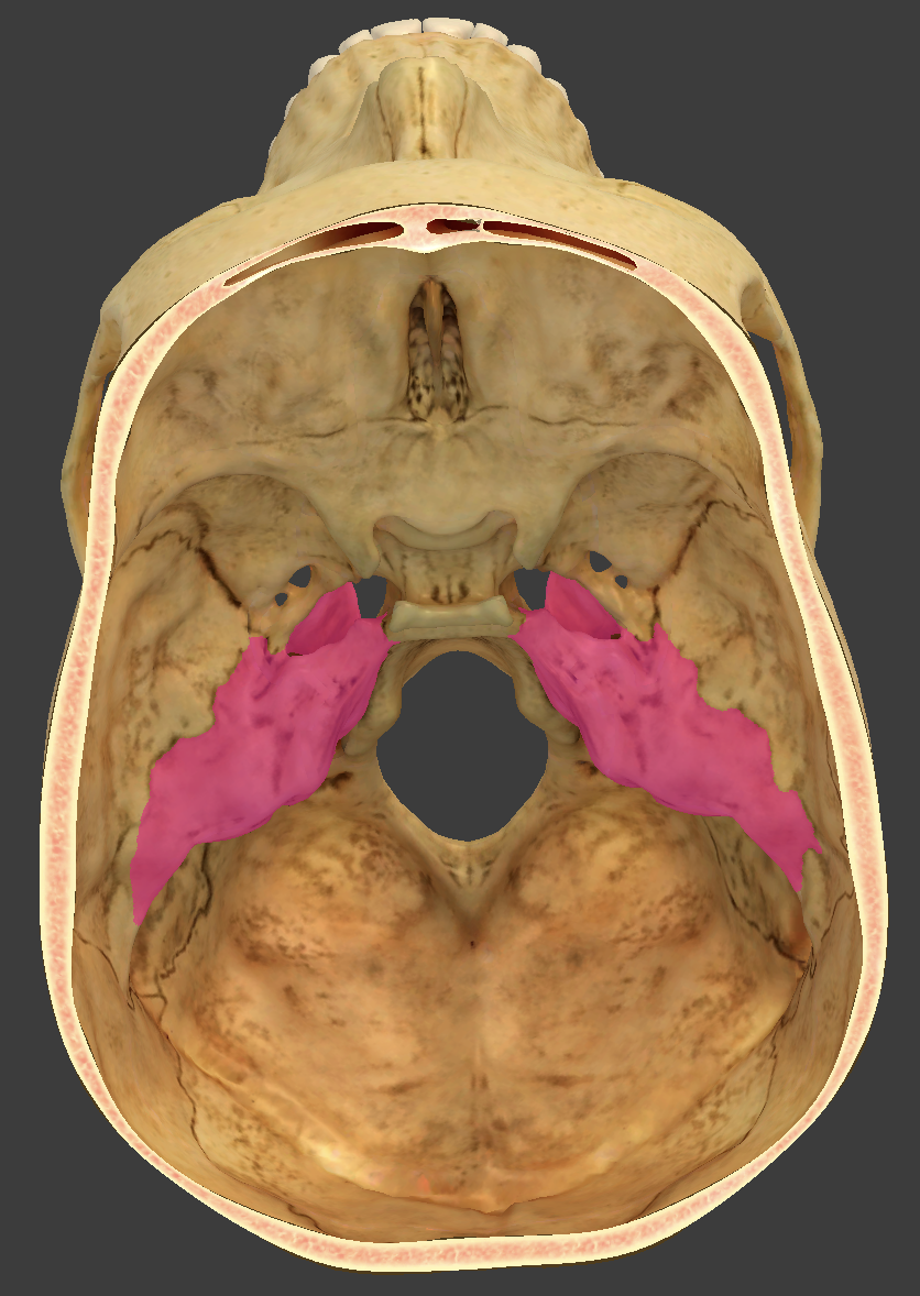 <p>bone/structure highlighted in pink</p>