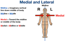<p>Away from midline (to visualize, think fingers)</p>